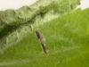 Coleophora ochripennella